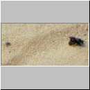 Cerceris rybyensis - Knotenwespe 15  mit Furchenbiene als Beute und lauernder Fliege als Parasit.jpg